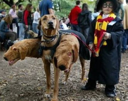 Pets Wizards