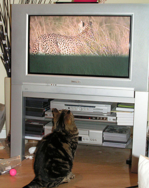 T.V. Isnt just for Humans Anymore