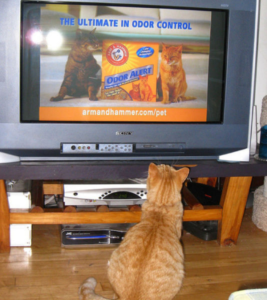 T.V. Isnt just for Humans Anymore