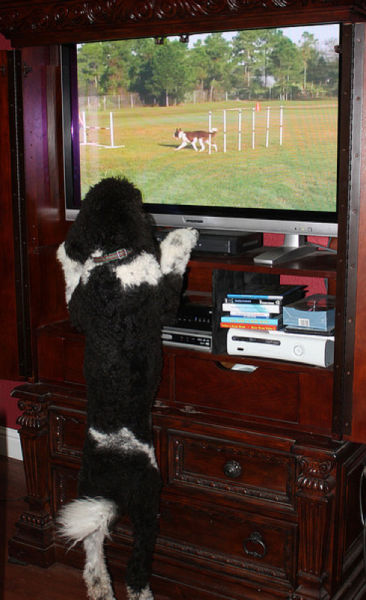 T.V. Isnt just for Humans Anymore