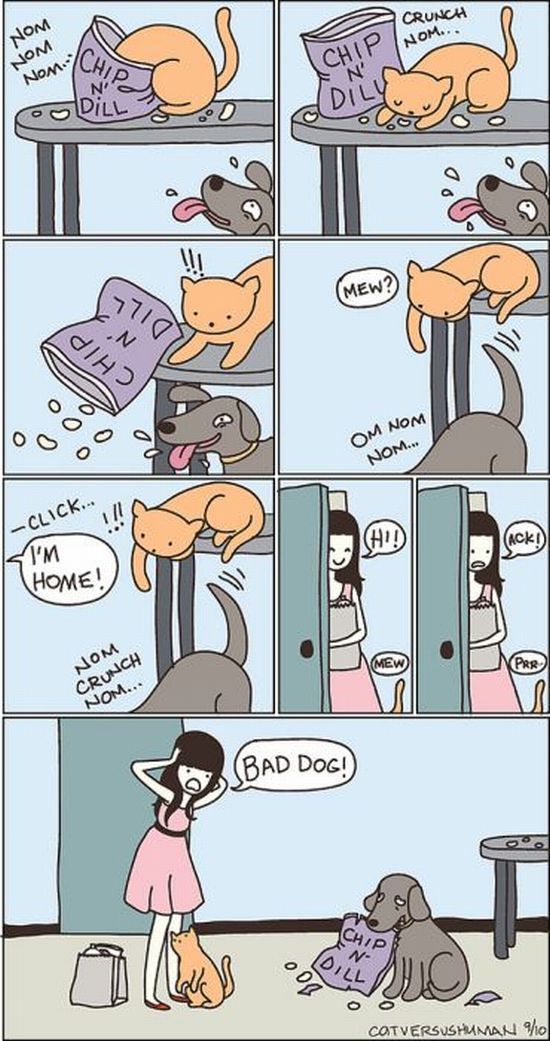 Hilarious Comics with Cats