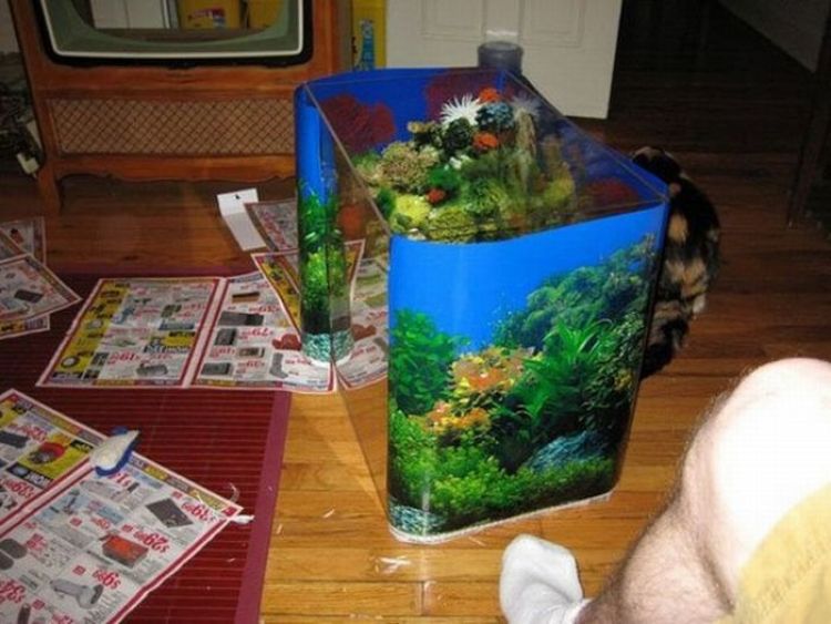 An Unusual Fish Tank