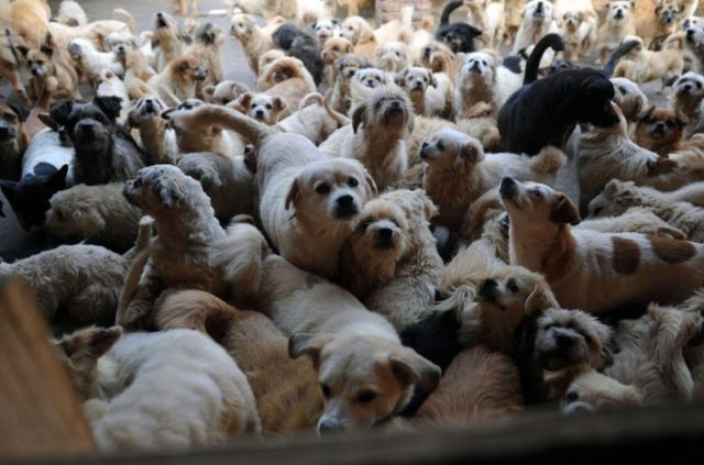 Woman from China Adopts 1,500 Dogs  200 Cats