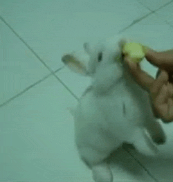 New Funny Gif Collection