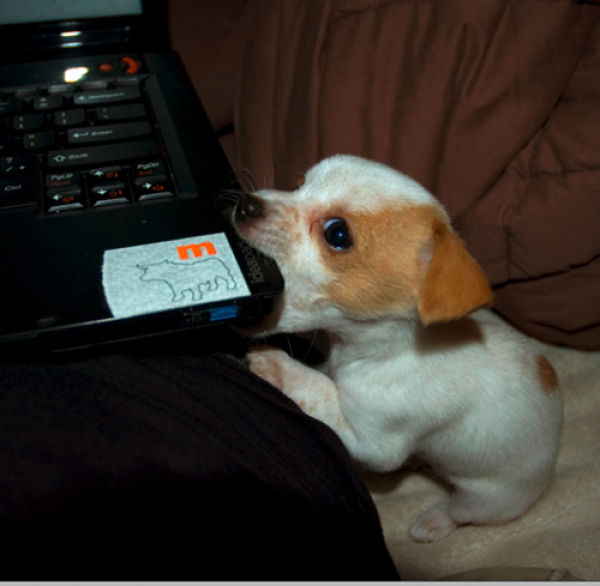 Canines and Computers