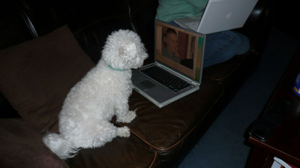 Canines and Computers