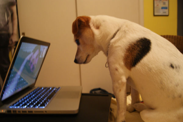 Canines and Computers