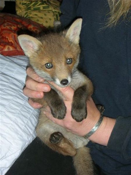 What a Fox!!