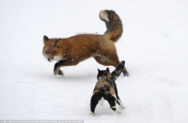 What a Fox!!