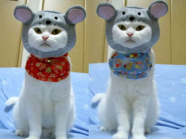 Cat Clothes (22 pics) - Izismile.com