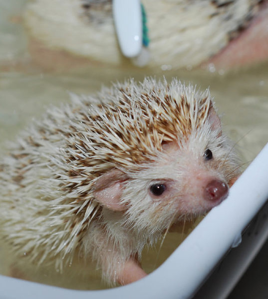Bath time for Hedgehogs