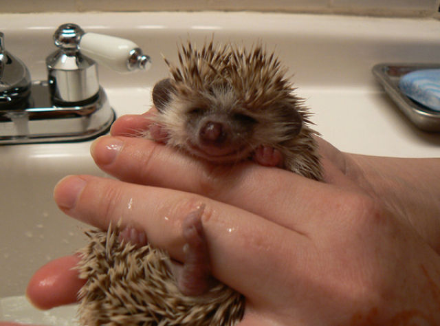 Bath time for Hedgehogs
