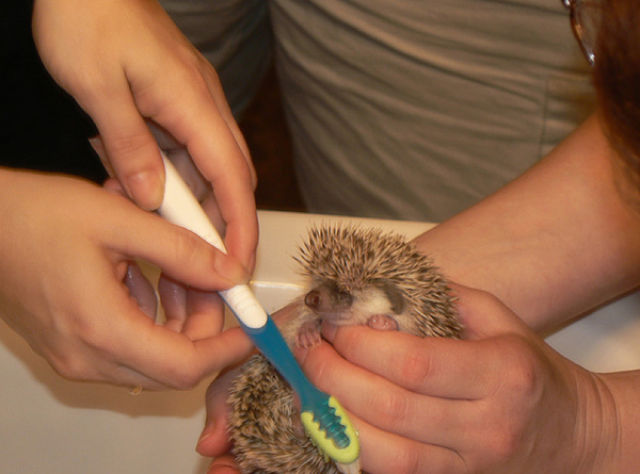 Bath time for Hedgehogs