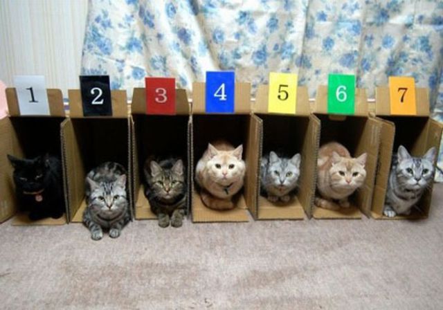 How to Know Where Your Cats Are?