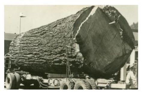 When Trees Were Huge...