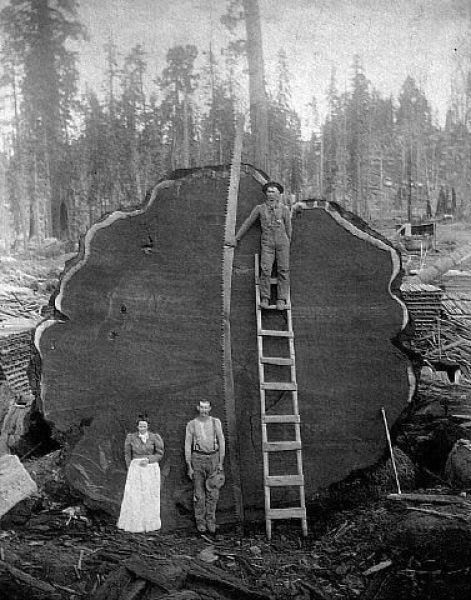When Trees Were Huge...