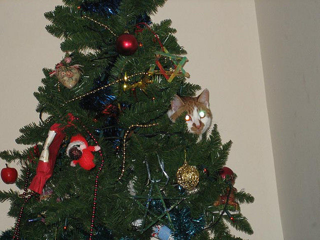 Christmas Tree Cats