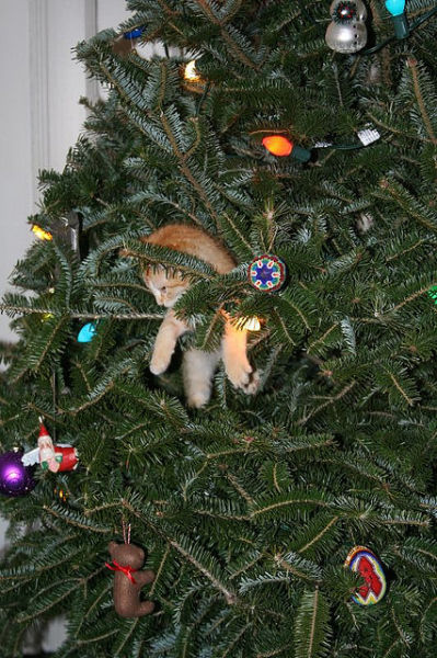 Christmas Tree Cats