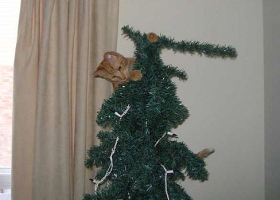 Christmas Tree Cats (40 pics) - Izismile.com