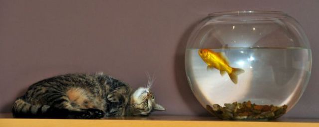 The Goldfish and the Cat