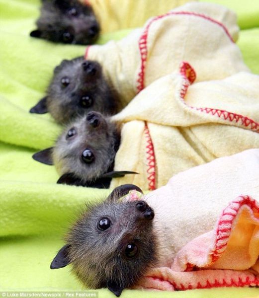 Blankets and Baby Bats