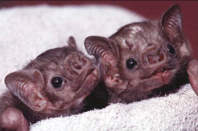 Blankets and Baby Bats