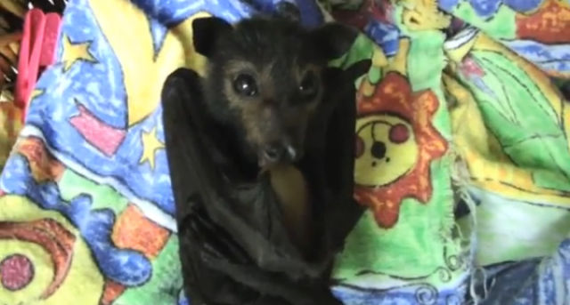 Blankets and Baby Bats