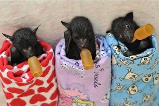 Blankets and Baby Bats