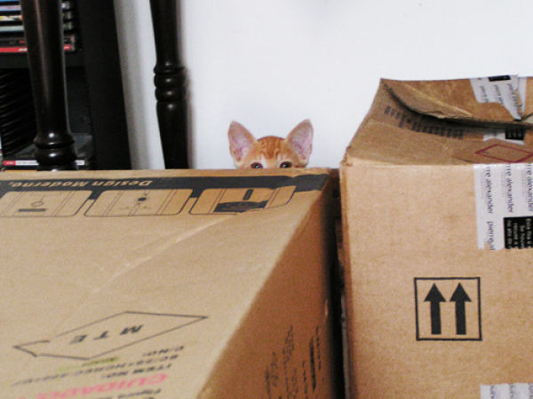 Sneaky Kitties
