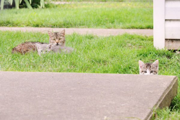Sneaky Kitties
