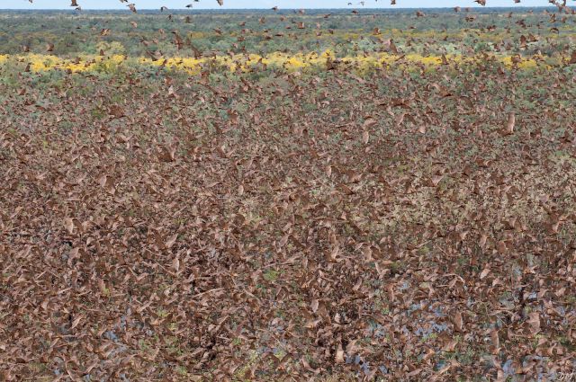 The Riddle of the Day: What Are These Brownish Trees?