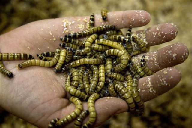 Mealworms Not Just For Fishing Anymore