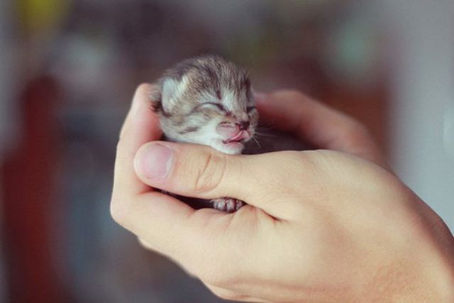 The Smallest Pets
