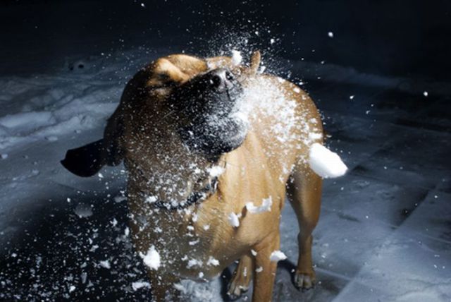 Snowball Fight