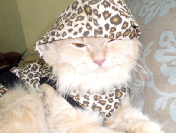 Covered Kitties
