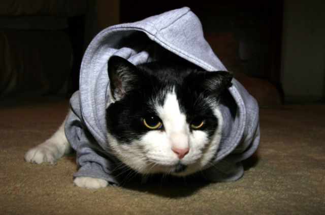 Covered Kitties