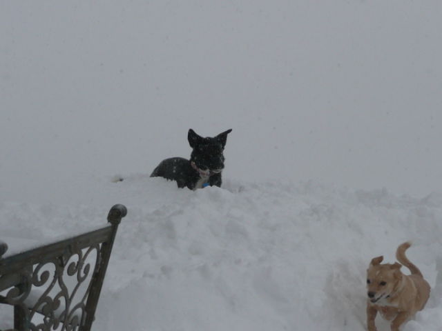 Blizzaster of 2011 Across the USA