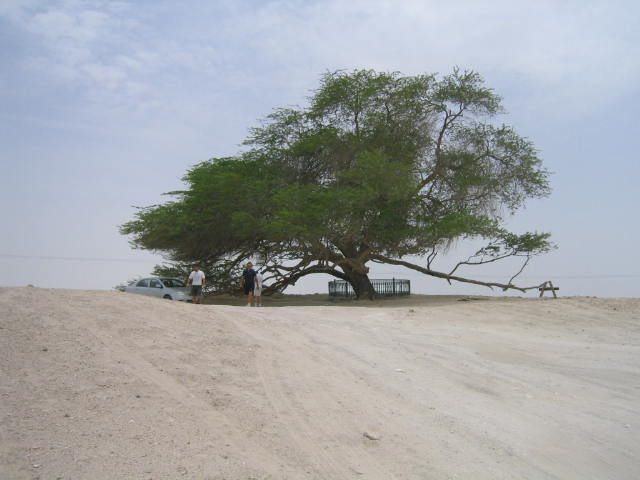 The Miraculous Tree in the Middle of the Desert