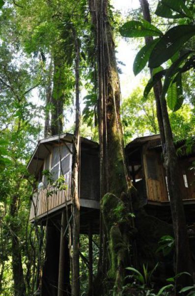 Incredible Tree House Community