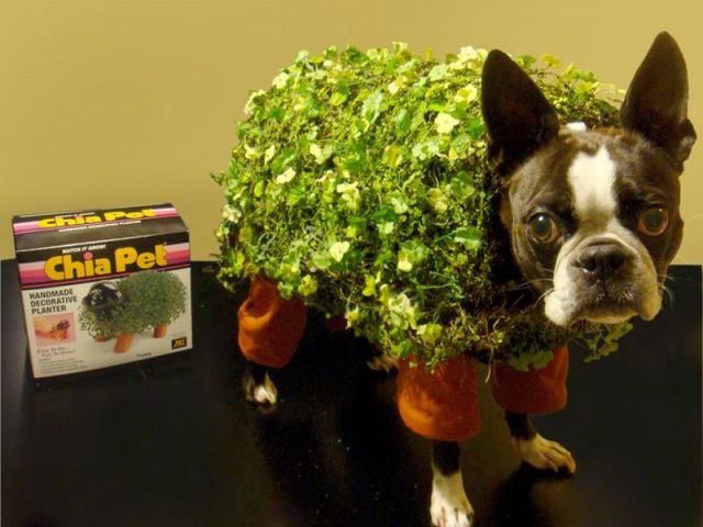 These funny animals These funny animals