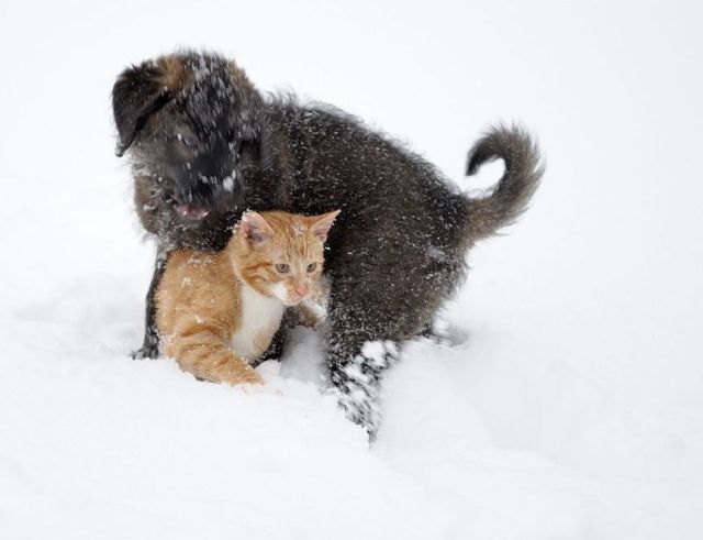 These funny animals These funny animals