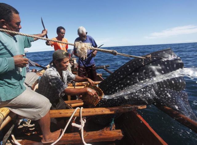 Whale Hunting in Indonesia
