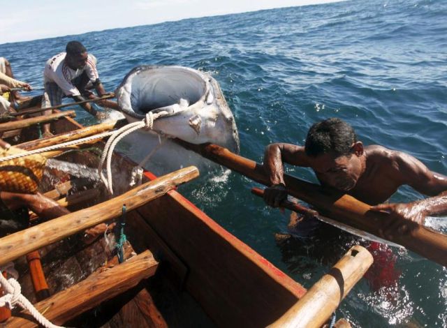 Whale Hunting in Indonesia
