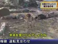 Heart-Breaking: Dog Stands by Wounded Companion after the Tsunami