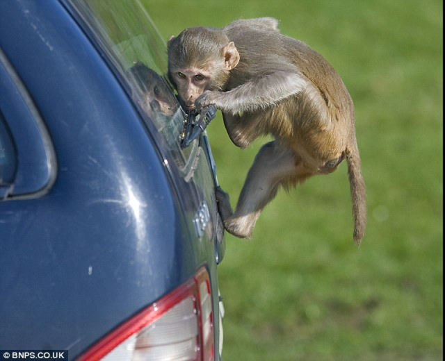 Monkeys Ruin a Car