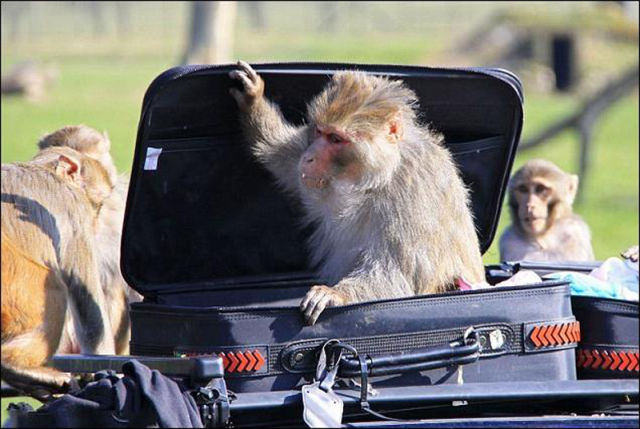 Monkeys Ruin a Car