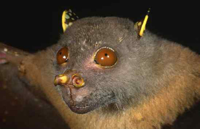 Some of the Weirdest Bats (10 pics) - Izismile.com