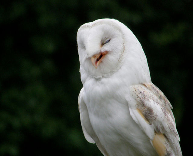 Funny Owls That Are Laughing (35 pics) - Izismile.com
