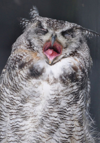Funny Owls That Are Laughing (35 pics) - Izismile.com