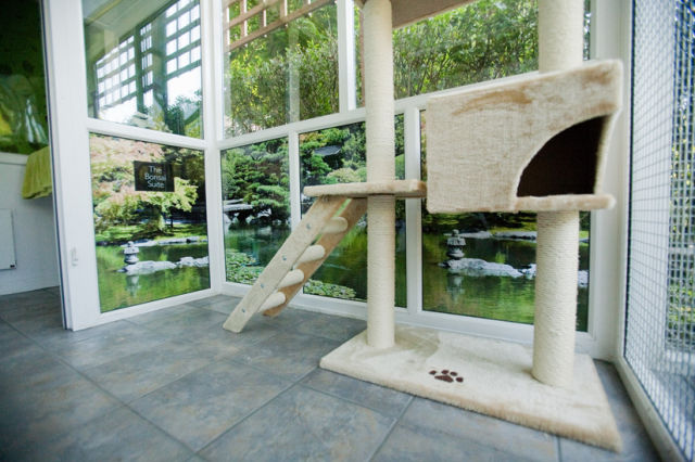 Luxury Hotel for Your Cat